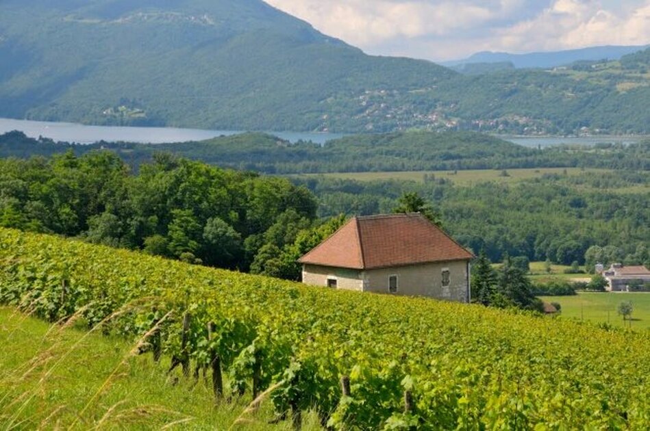 The vineyard walk of the Caveau de Chautagne