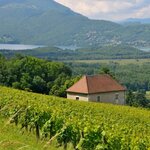 The vineyard walk of the Caveau de Chautagne