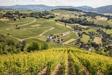 © Site viticole de Jongieux-Marestel - Henri De Caevel