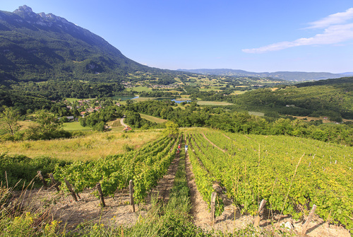 Driving Tour of the Vineyard