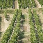 © Photo des vignes du Château de la Mar - Château de la Mar