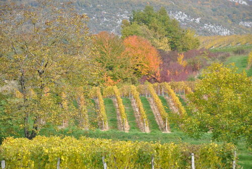 Destination Vineyards and Discoveries "Lac du Bourget in Savoy"