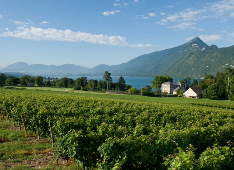 Vignes-©Gilles.Lansard-AixRiviera